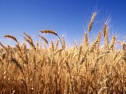 Punjab ready to attain a fresh record in wheat procurement